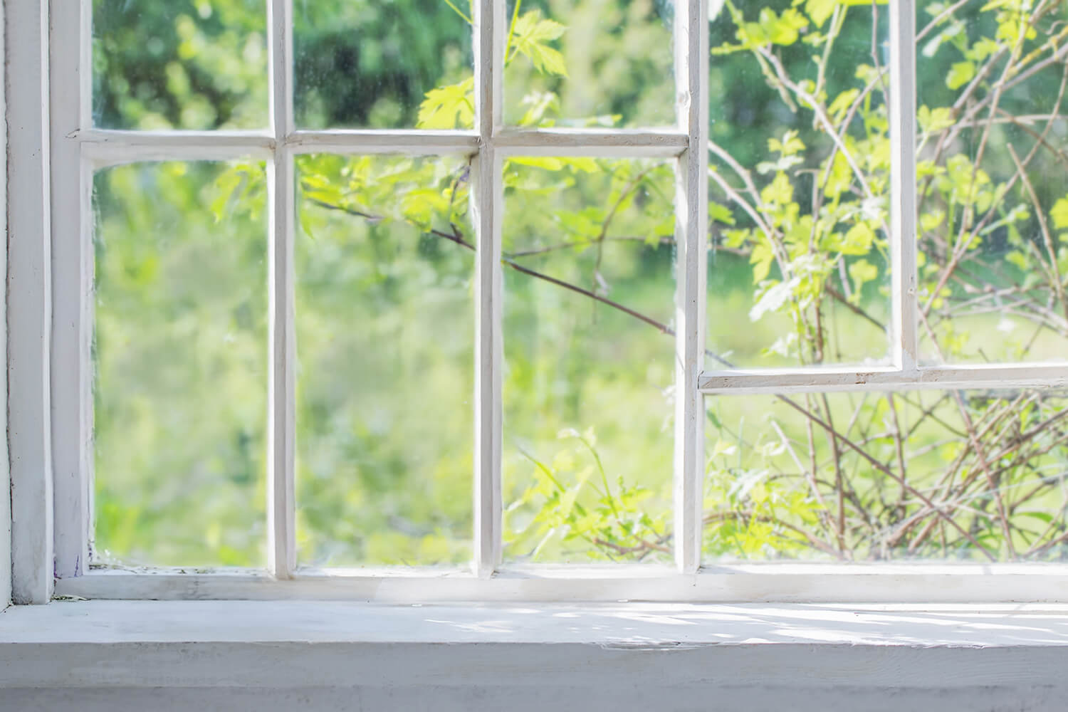 fond photo fenetre de serre, printemps, su vegetaux pour photographie printemps, culinaire 