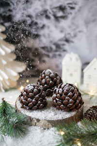 Sapin Enneigé