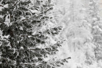 fond photo sapin enneigé et foret de sapin dans la neige pour photographie produit, hiver, fêtes de fin d'années. artisanat, photographie