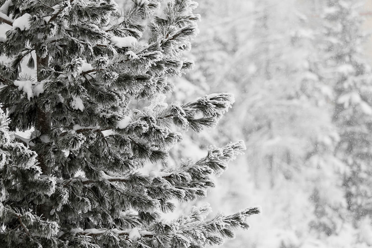 fond photo sapin enneigé et foret de sapin dans la neige pour photographie produit, hiver, fêtes de fin d'années. artisanat, photographie